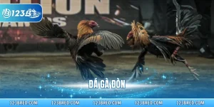 Đá Gà Đòn - Chi Tiết Về Hình Thức Thi Đấu Nổi Tiếng