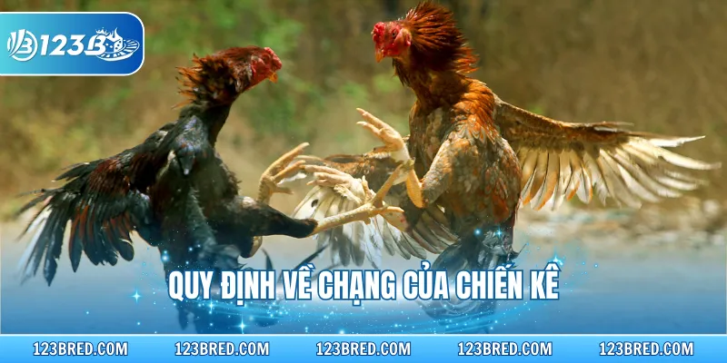 Quy định về chạng của chiến kê